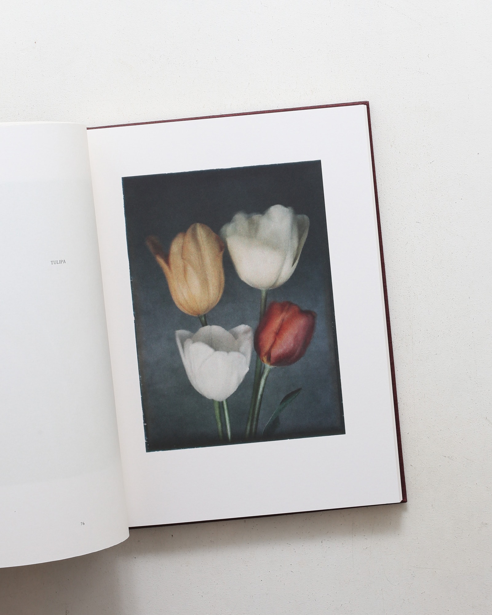 Leendert Blok: Silent Beauties