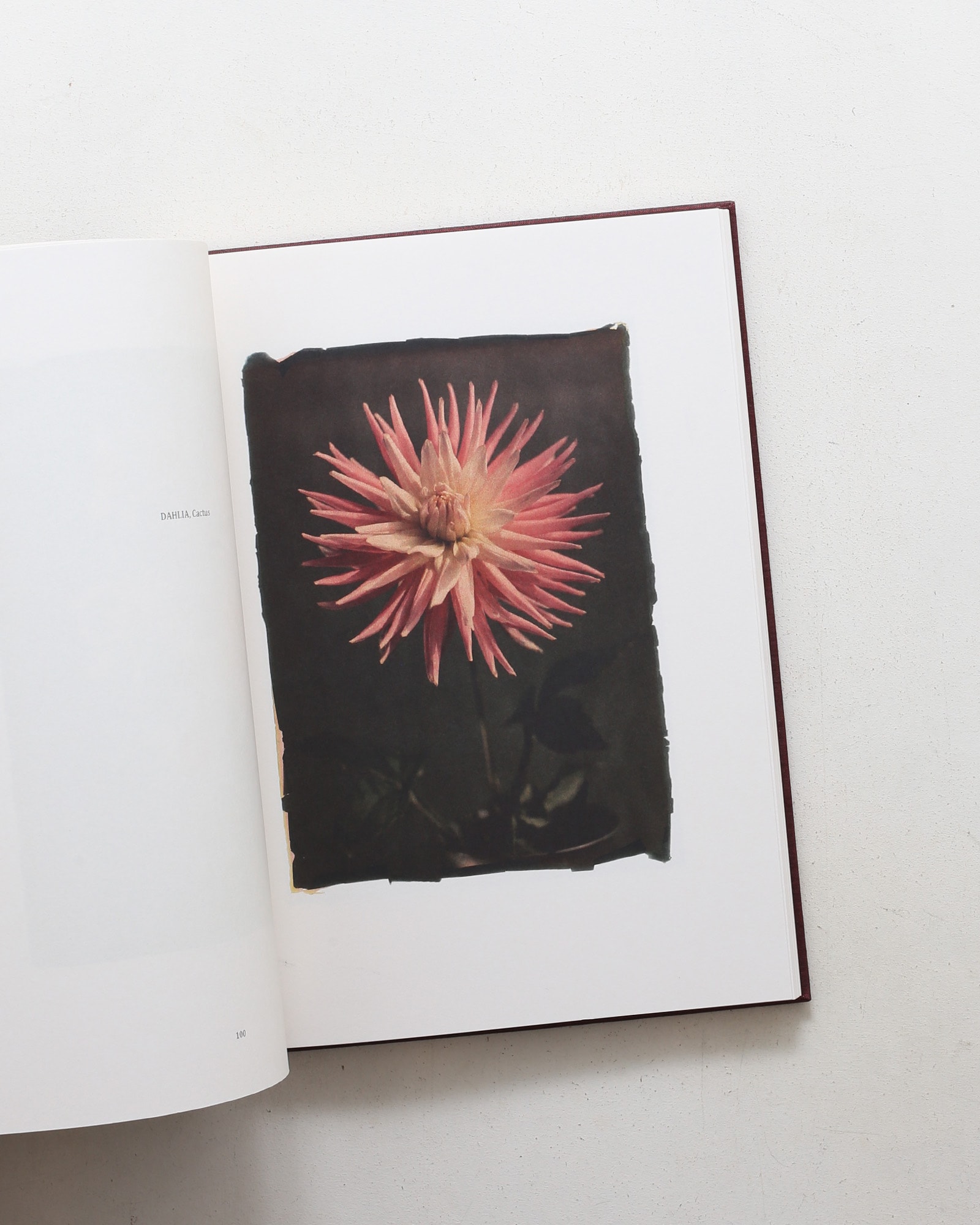 Leendert Blok: Silent Beauties