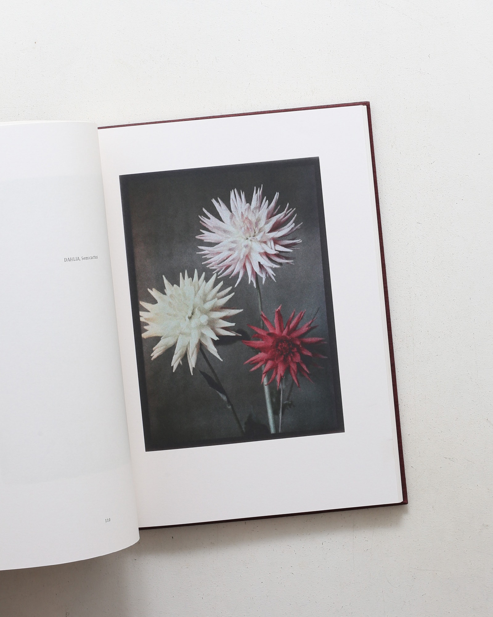 Leendert Blok: Silent Beauties
