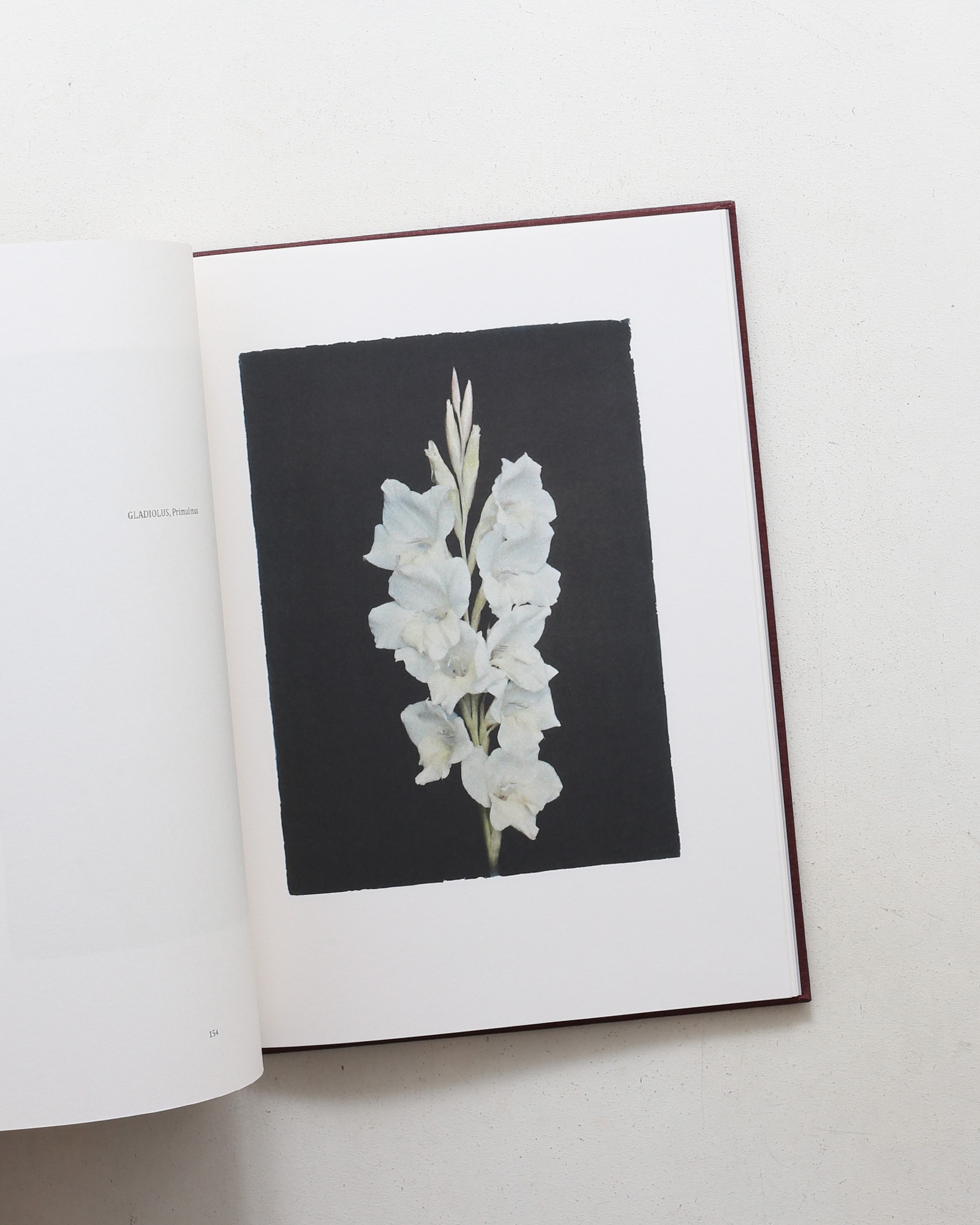 LES EXTRAVAGANTES / Leendert Blok 写真集 Leendert Blok: Silent Beauties | nostos books ノストスブックス