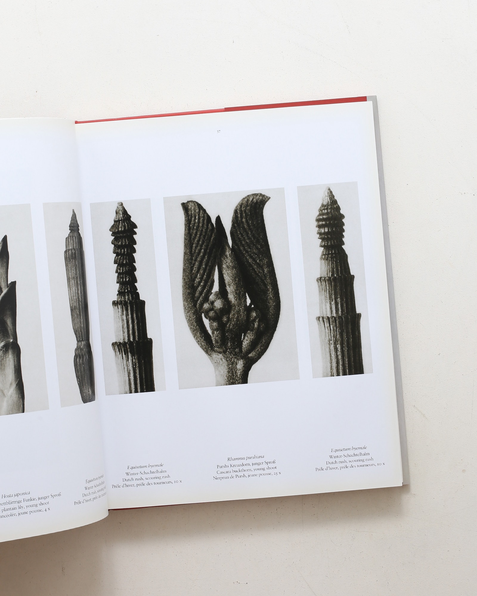 Karl Blossfeldt: The Complete Published Work