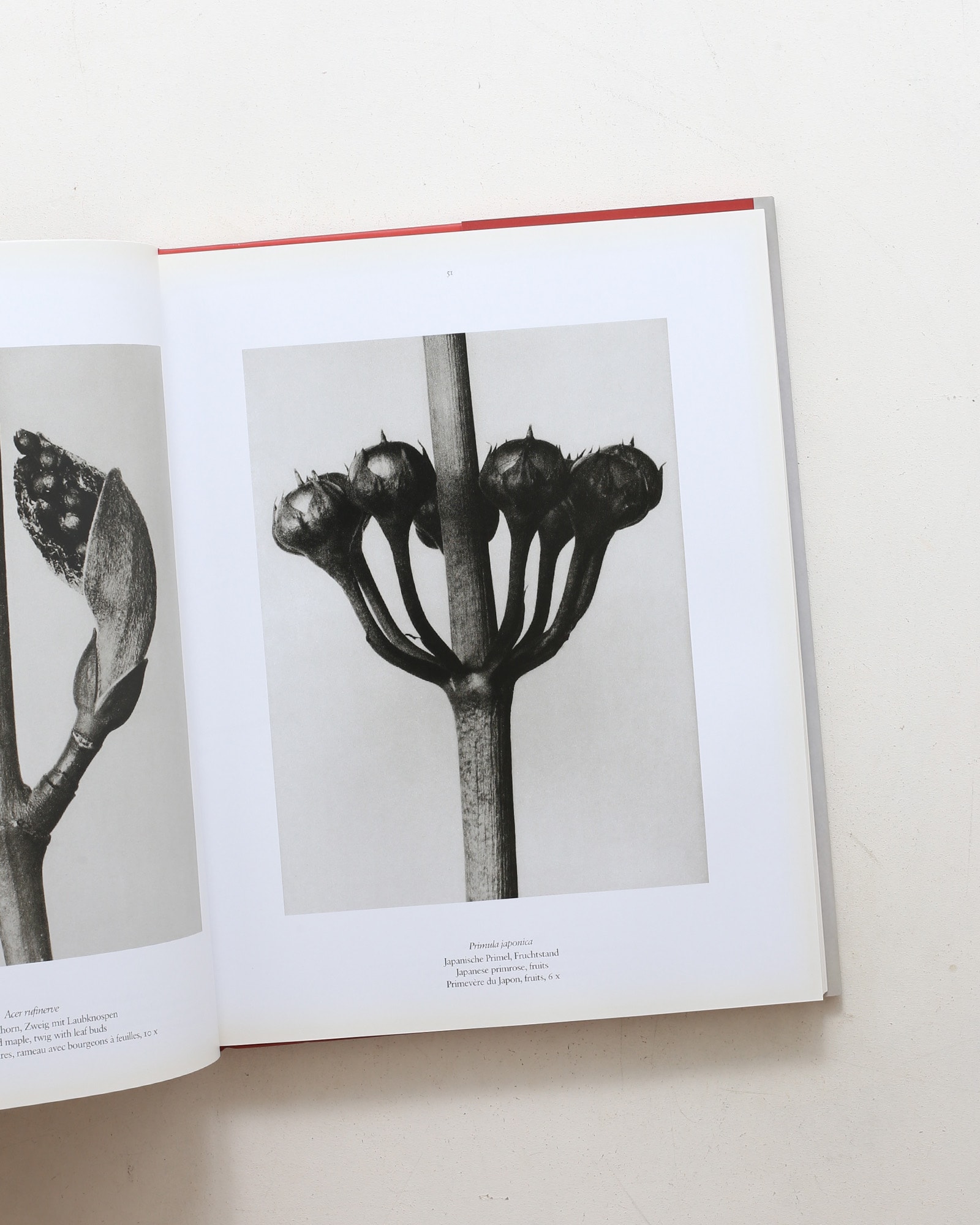 Karl Blossfeldt: The Complete Published Work