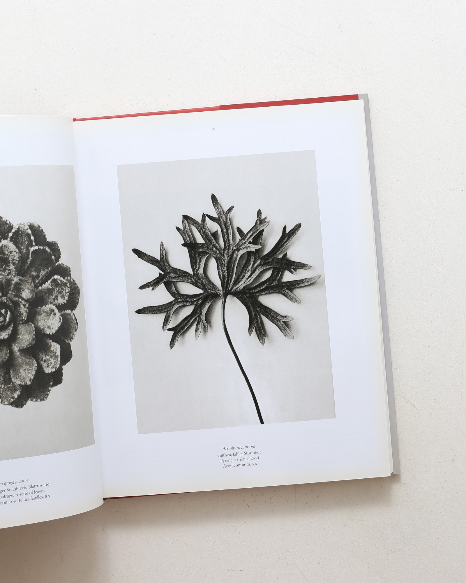 Karl Blossfeldt: The Complete Published Work