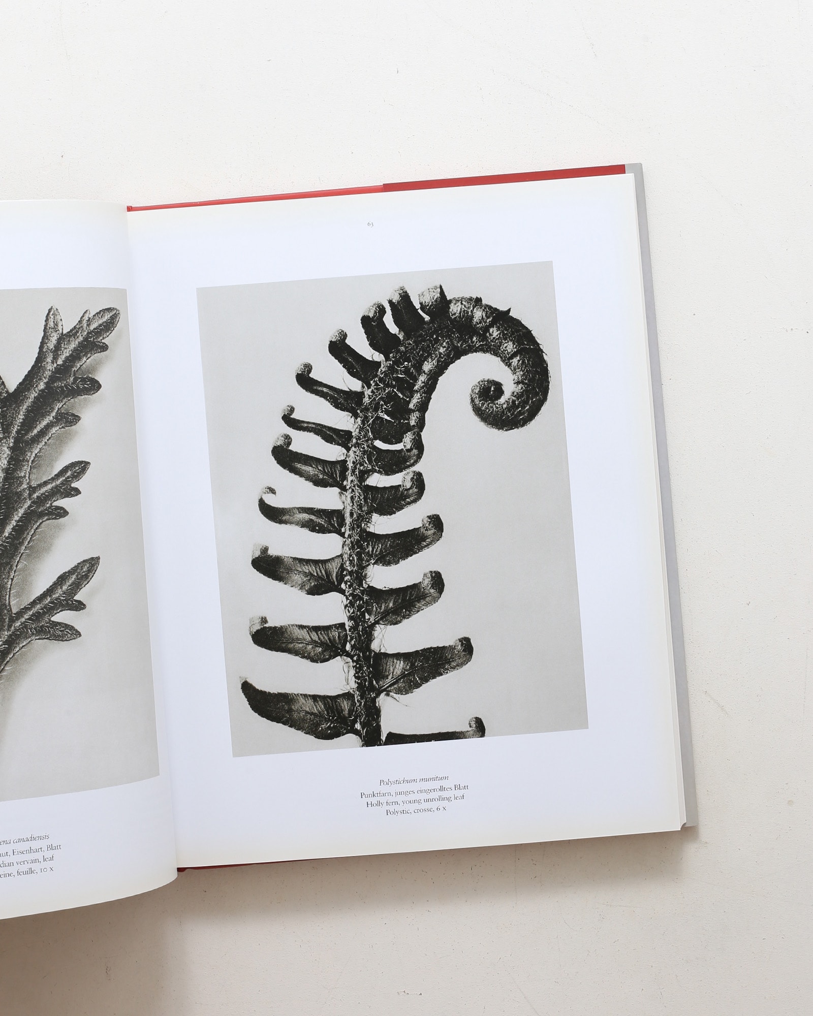 Karl Blossfeldt: The Complete Published Work
