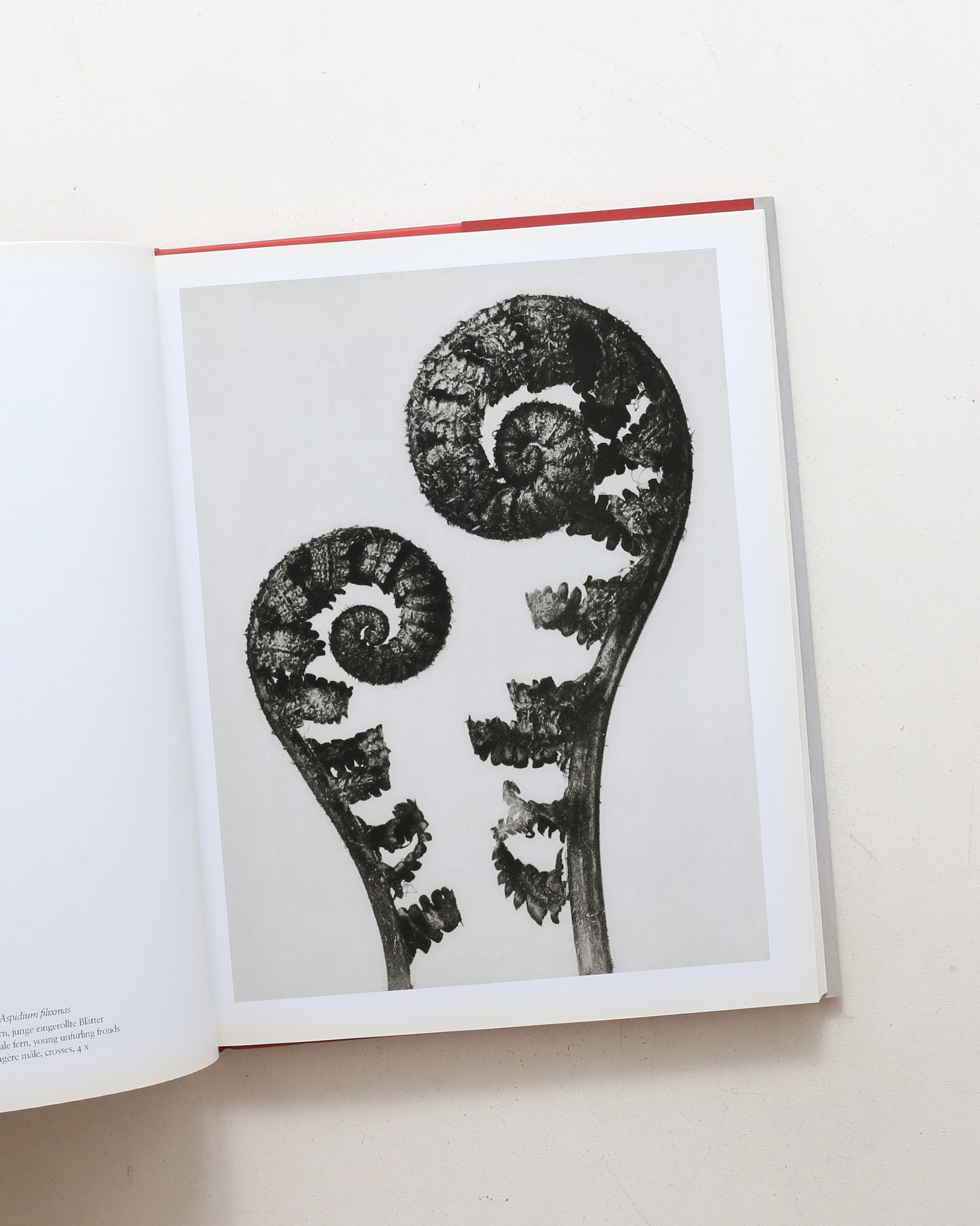 Karl Blossfeldt: The Complete Published Work