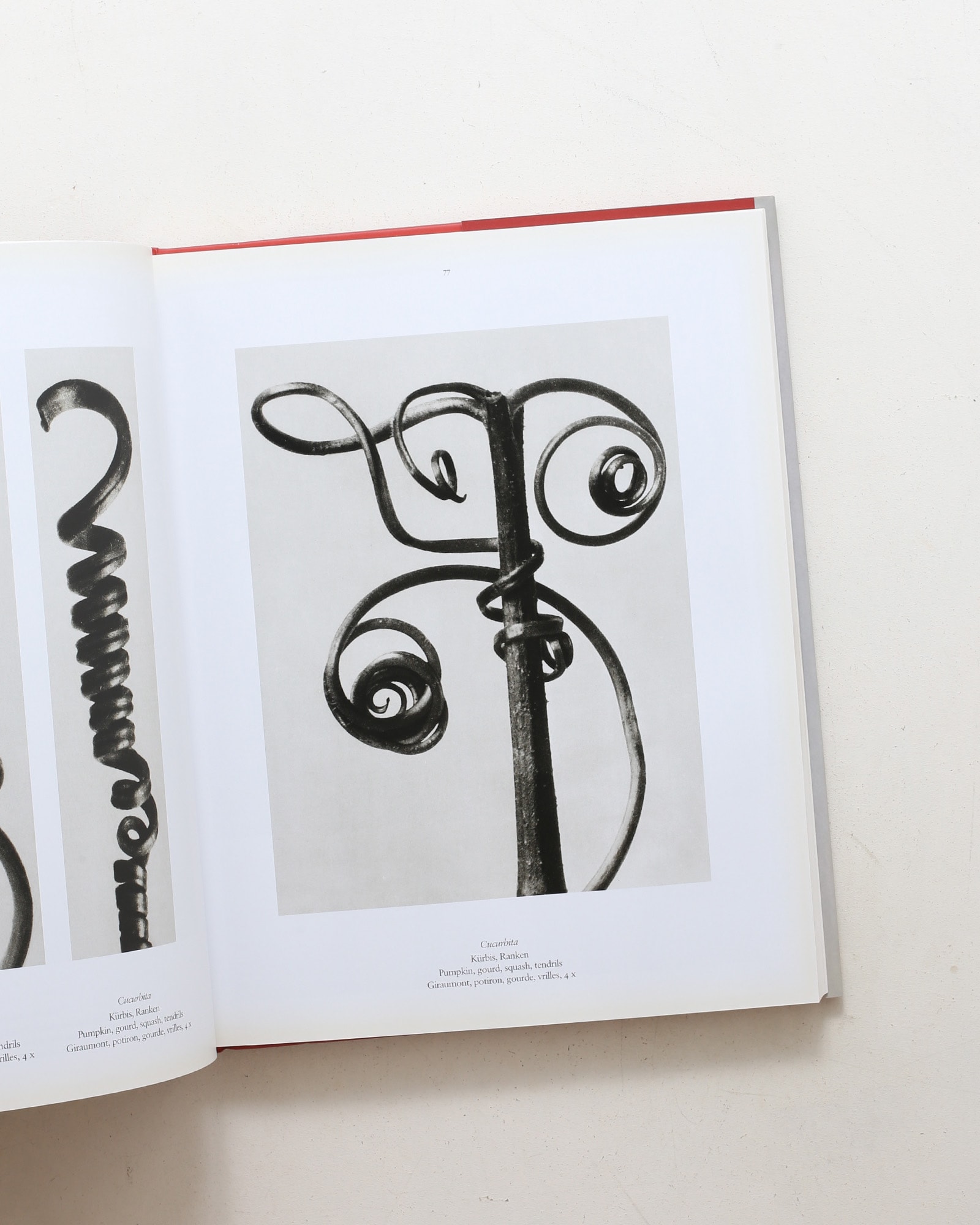 Karl Blossfeldt: The Complete Published Work