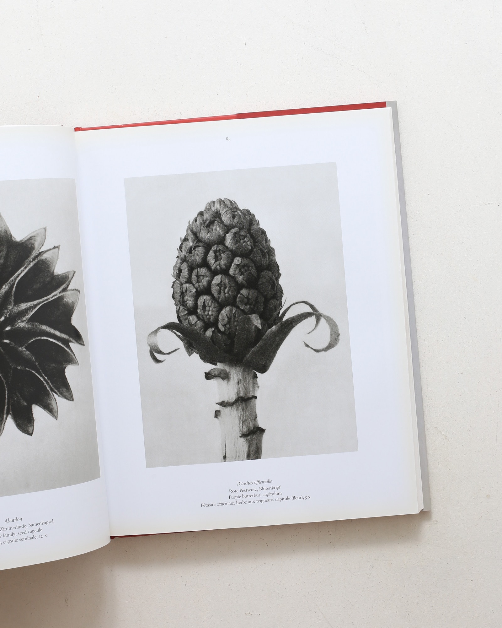Karl Blossfeldt: The Complete Published Work