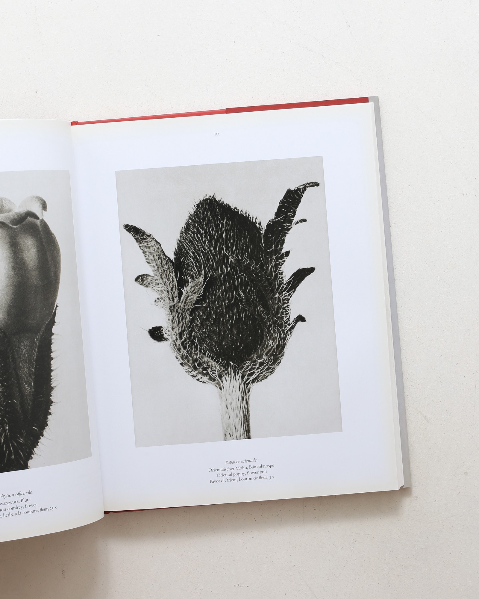 Karl Blossfeldt: The Complete Published Work