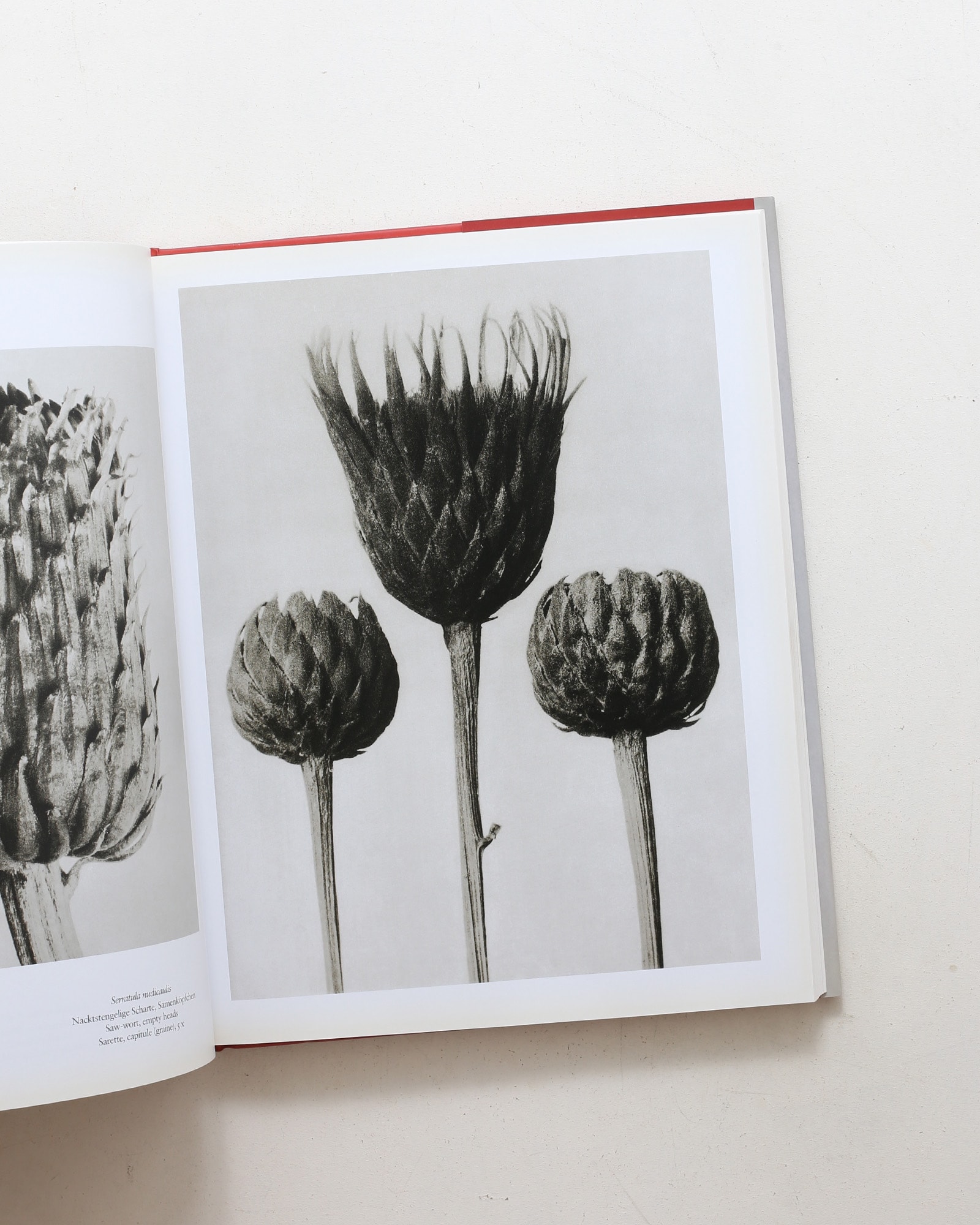 Karl Blossfeldt: The Complete Published Work