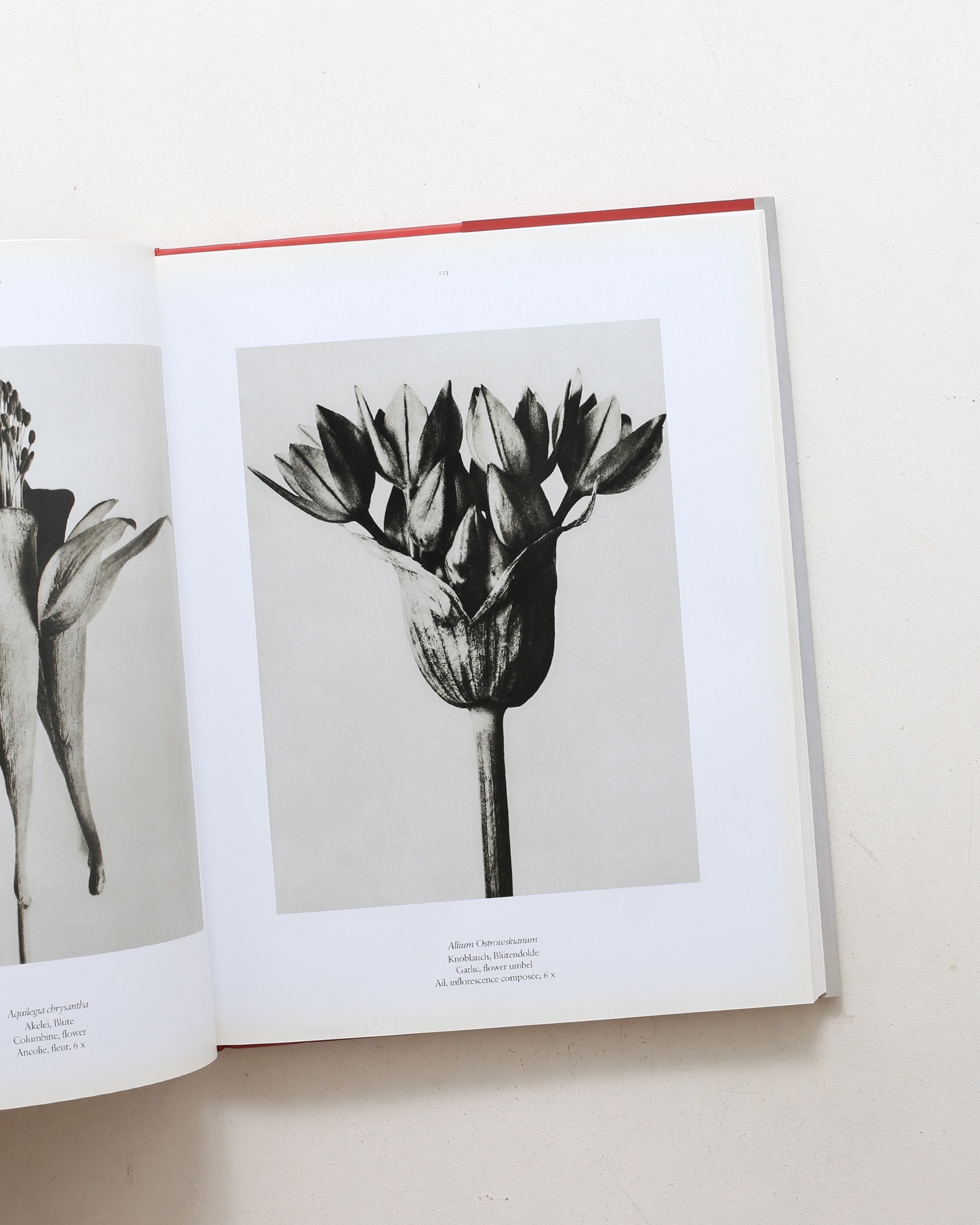 Karl Blossfeldt: The Complete Published Work