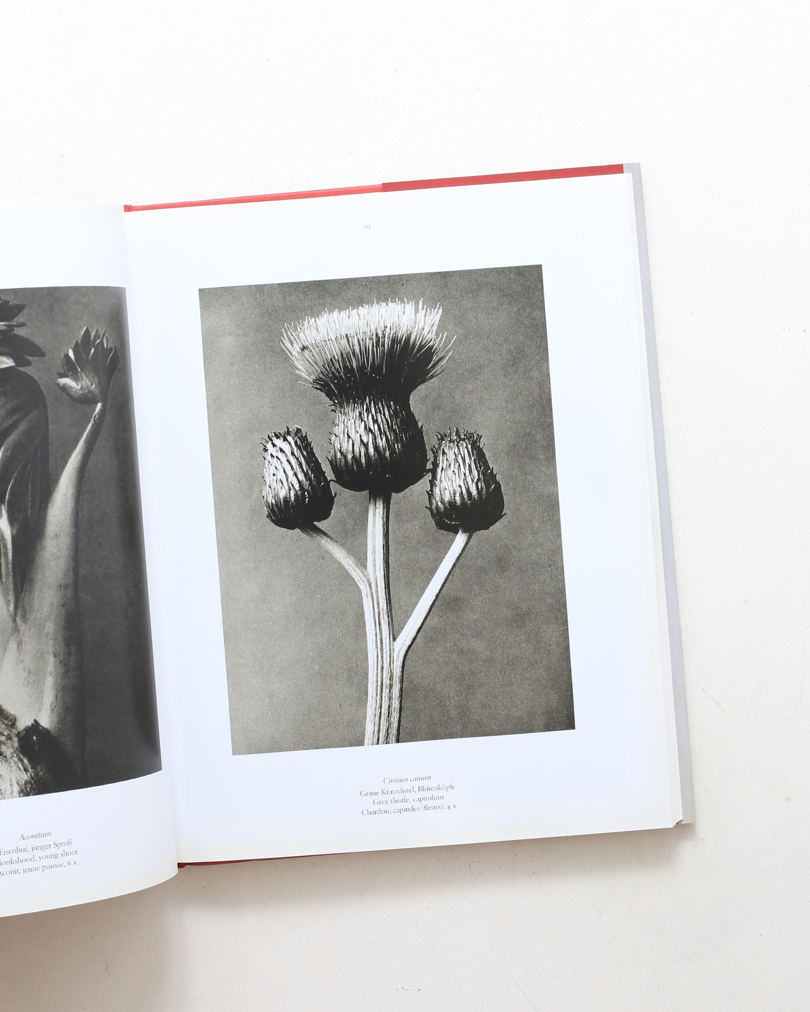 Karl Blossfeldt: The Complete Published Work