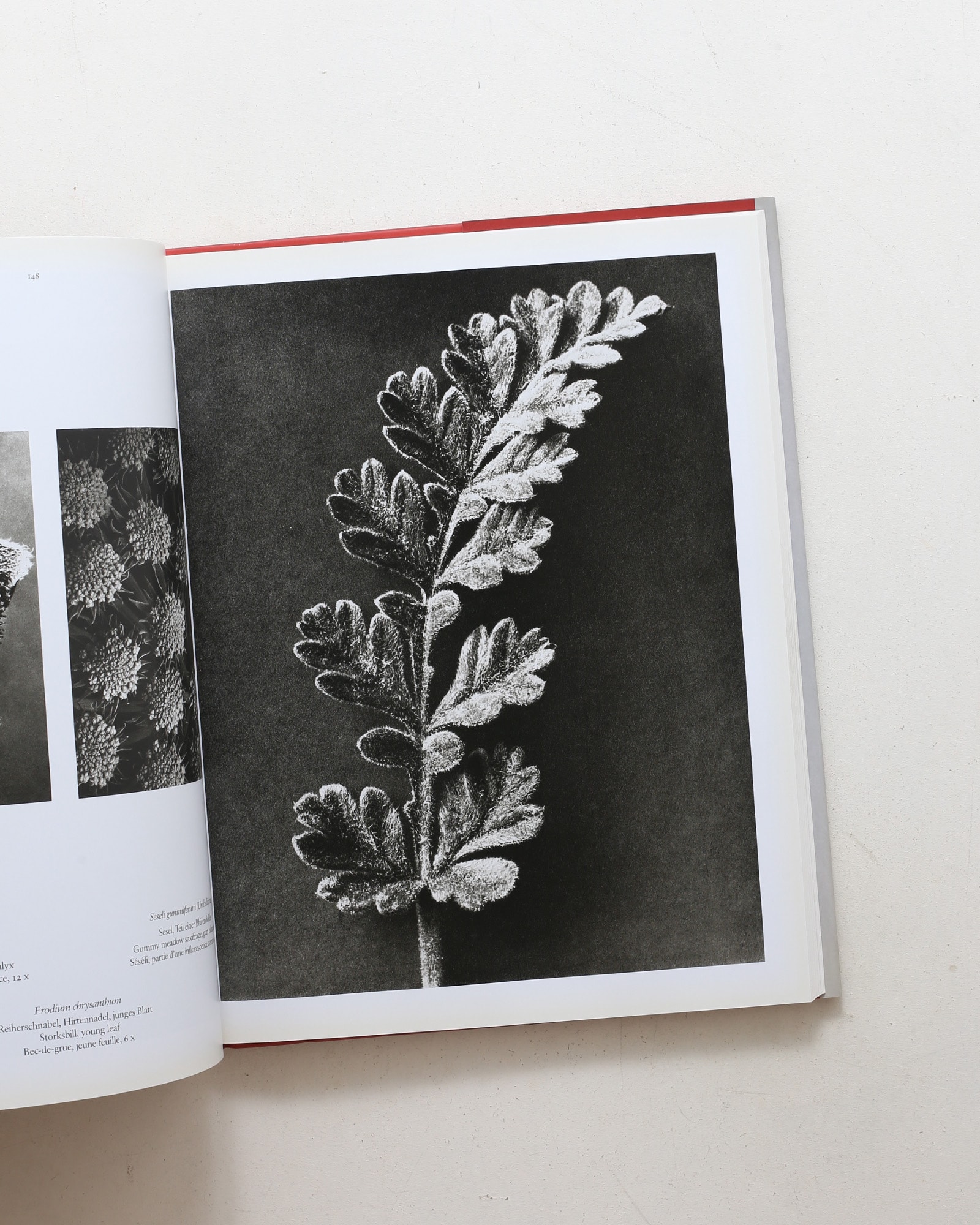 Karl Blossfeldt: The Complete Published Work
