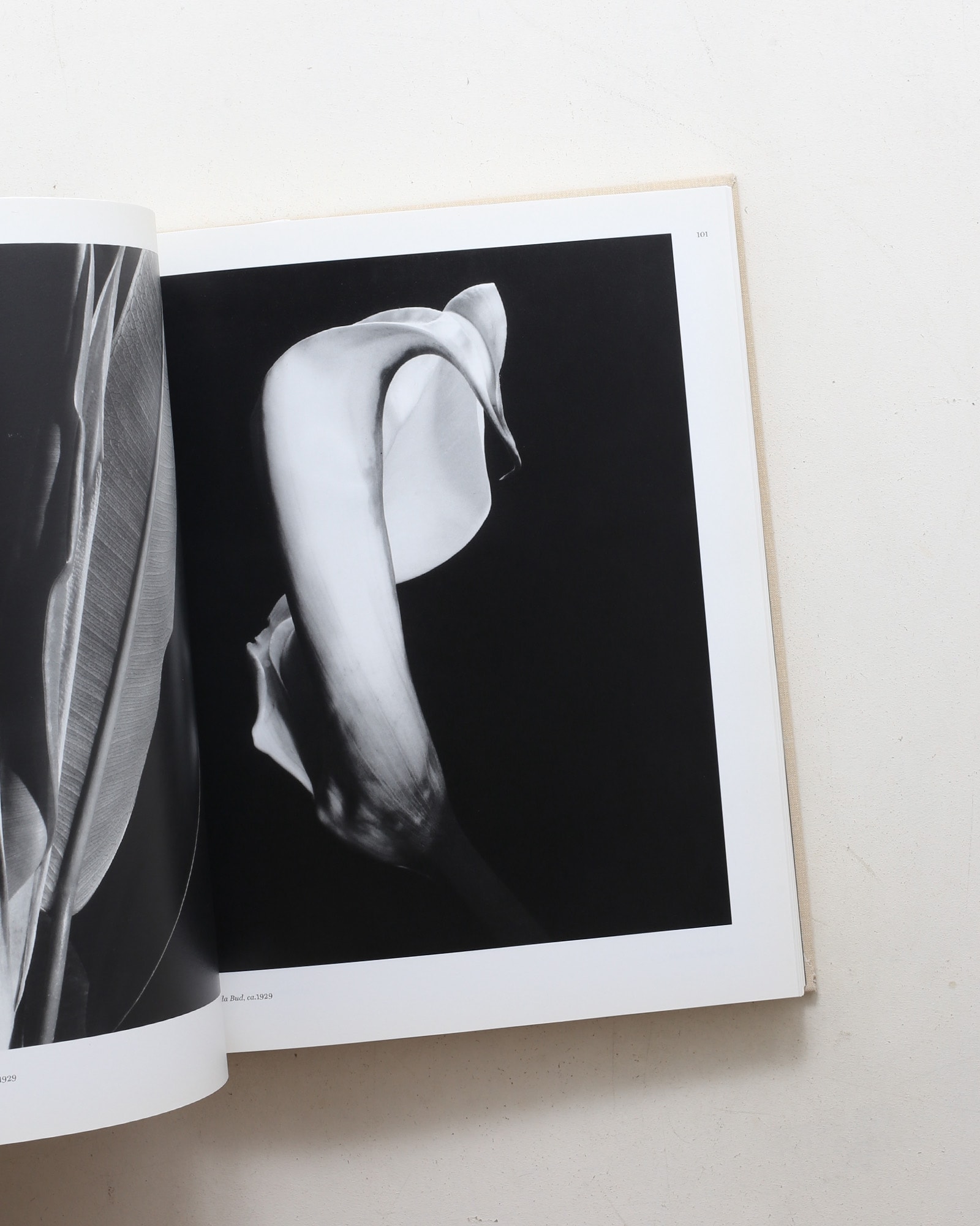 Imogen Cunningham