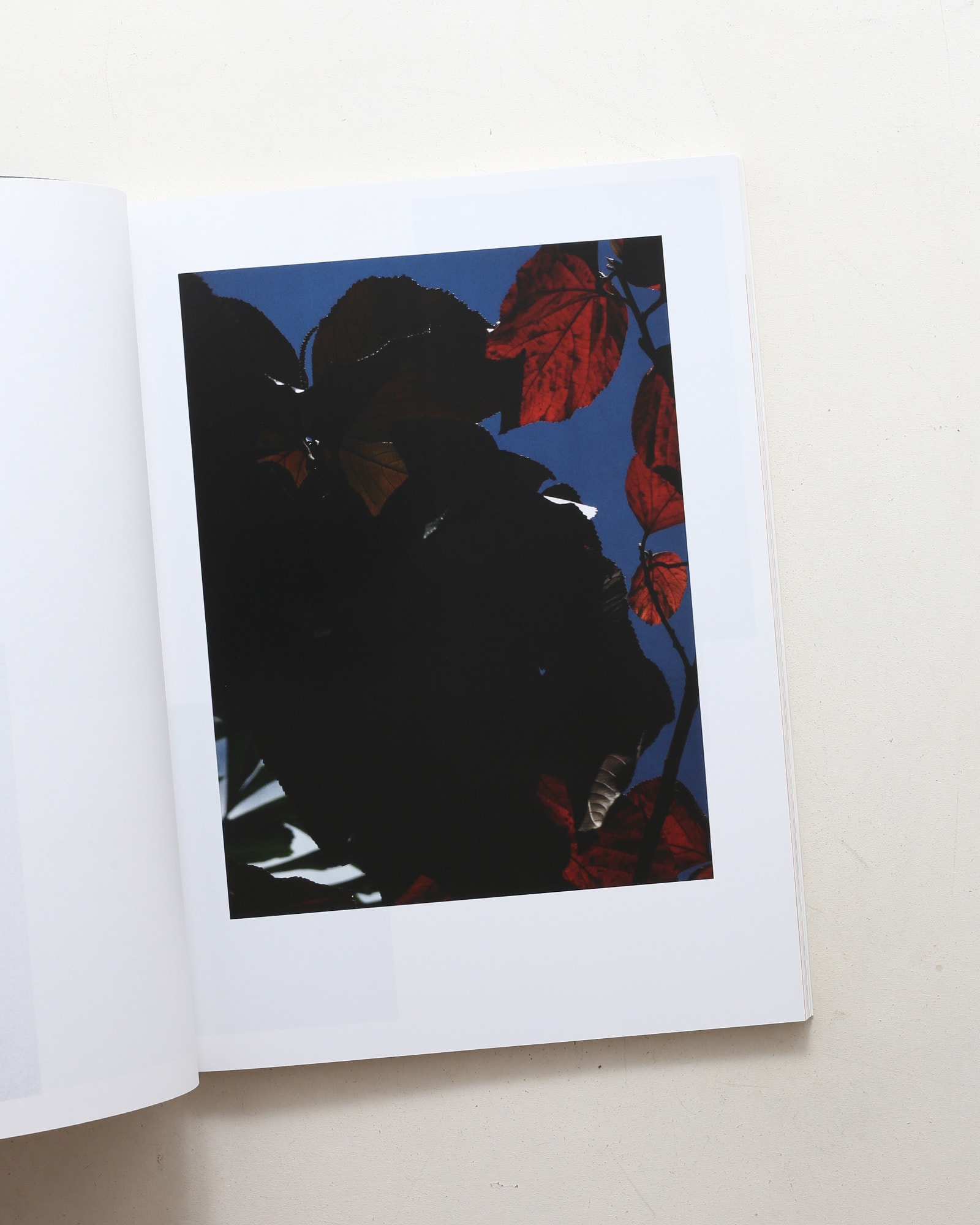Umbra | Viviane Sassen