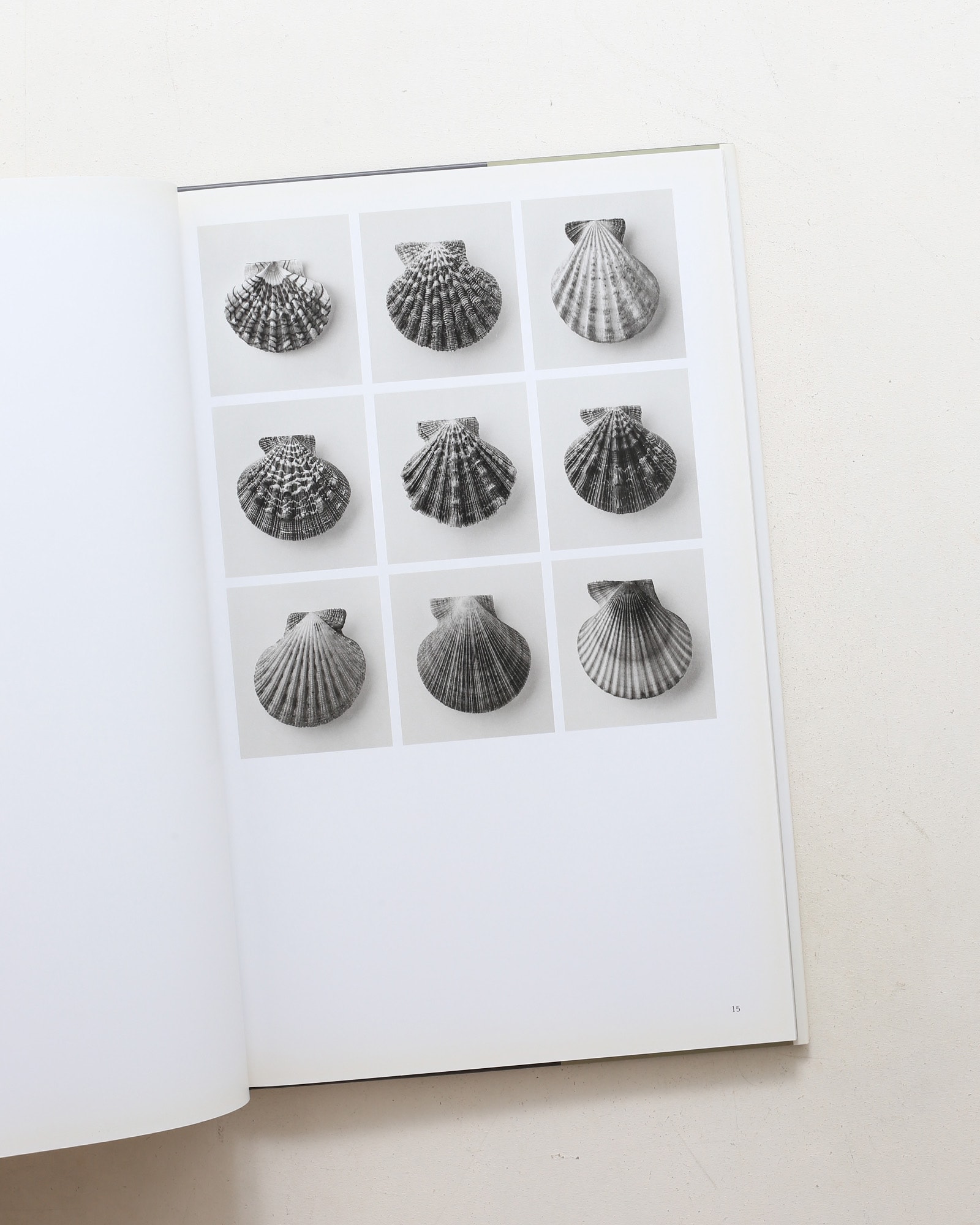 Curiosites des mers | Vincent Leray