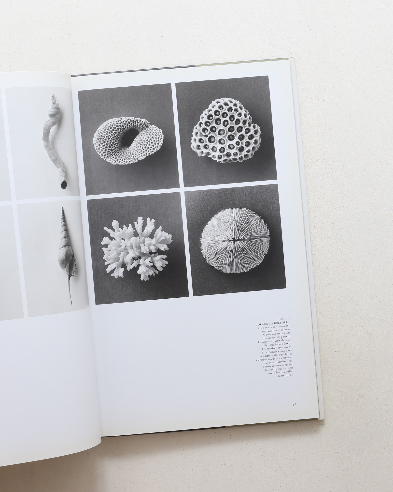 Curiosites des mers | Vincent Leray