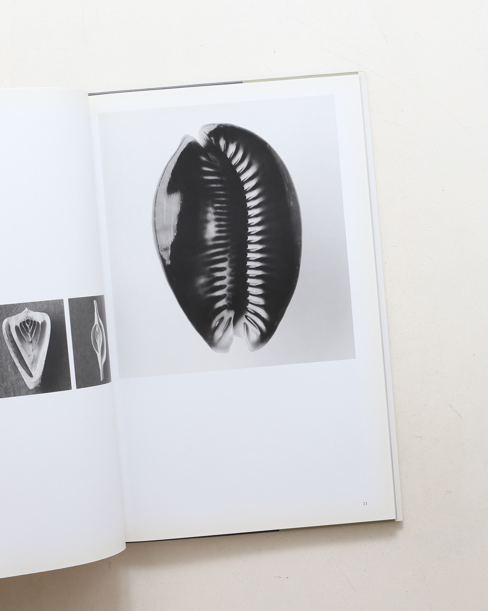 Curiosites des mers | Vincent Leray