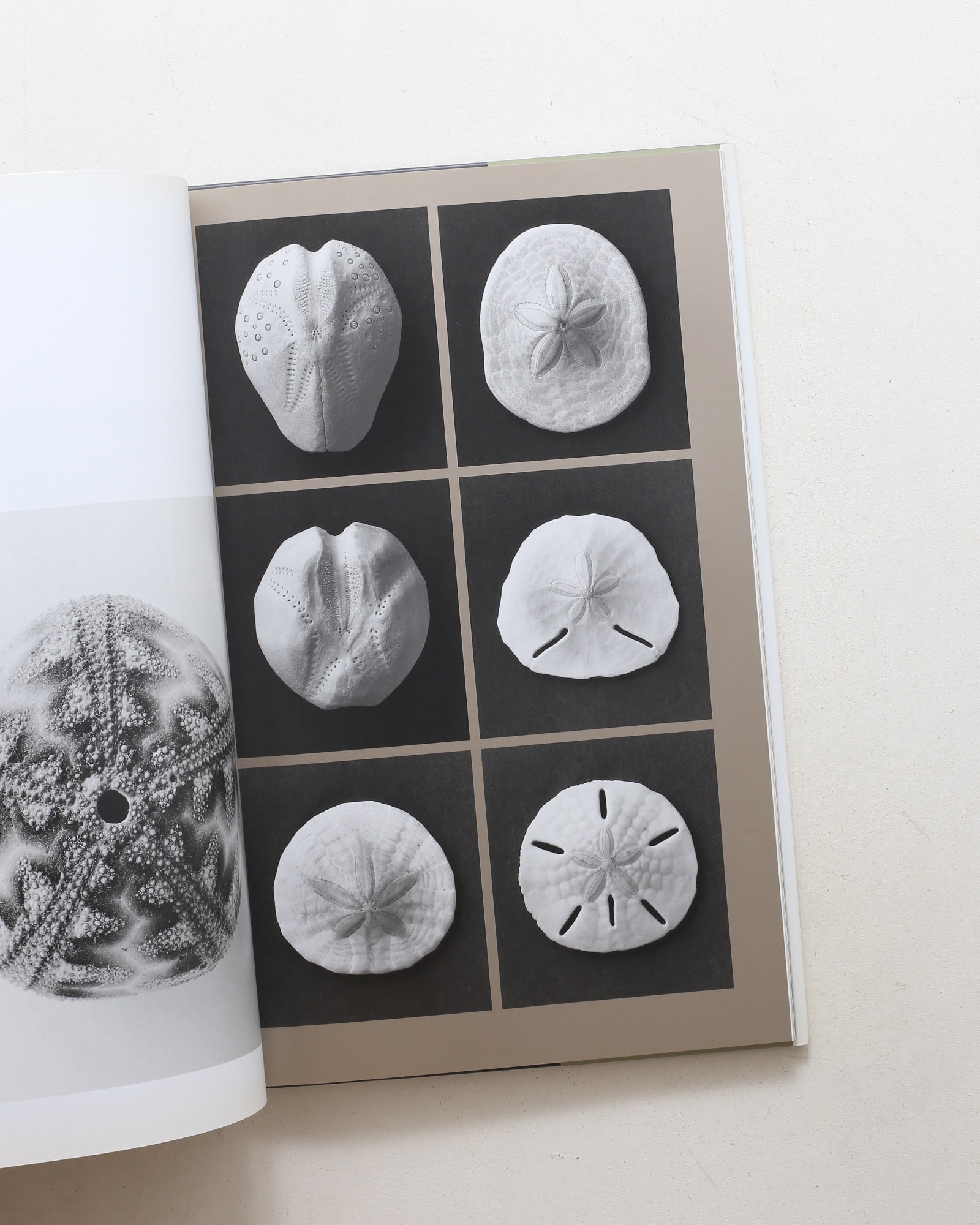Curiosites des mers | Vincent Leray