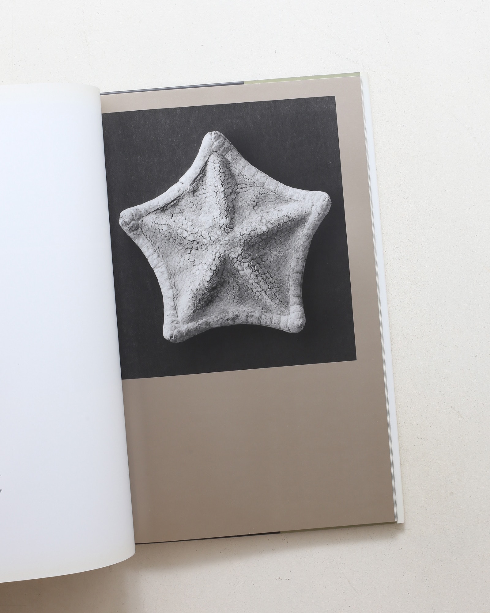 Curiosites des mers | Vincent Leray