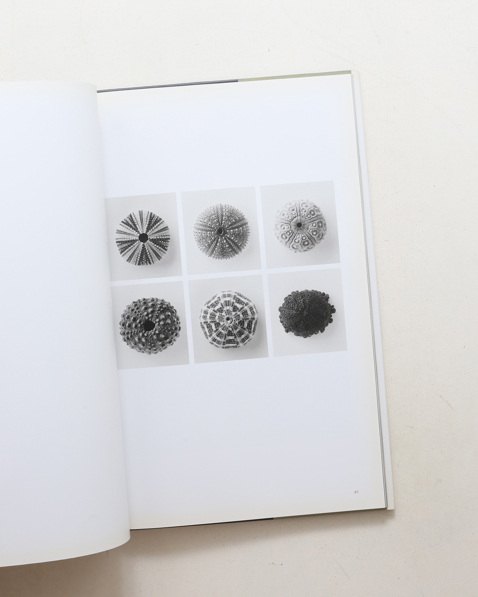 Curiosites des mers | Vincent Leray