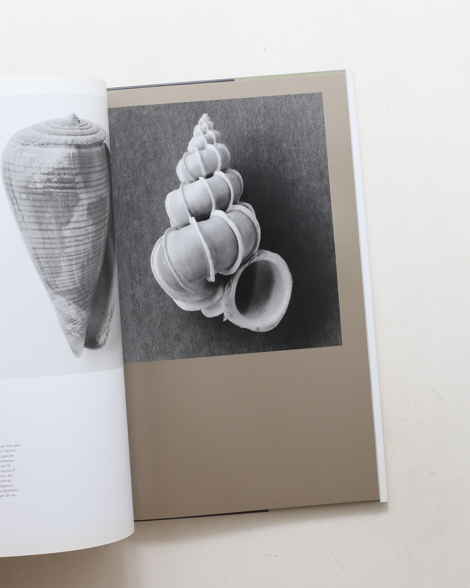 Curiosites des mers | Vincent Leray