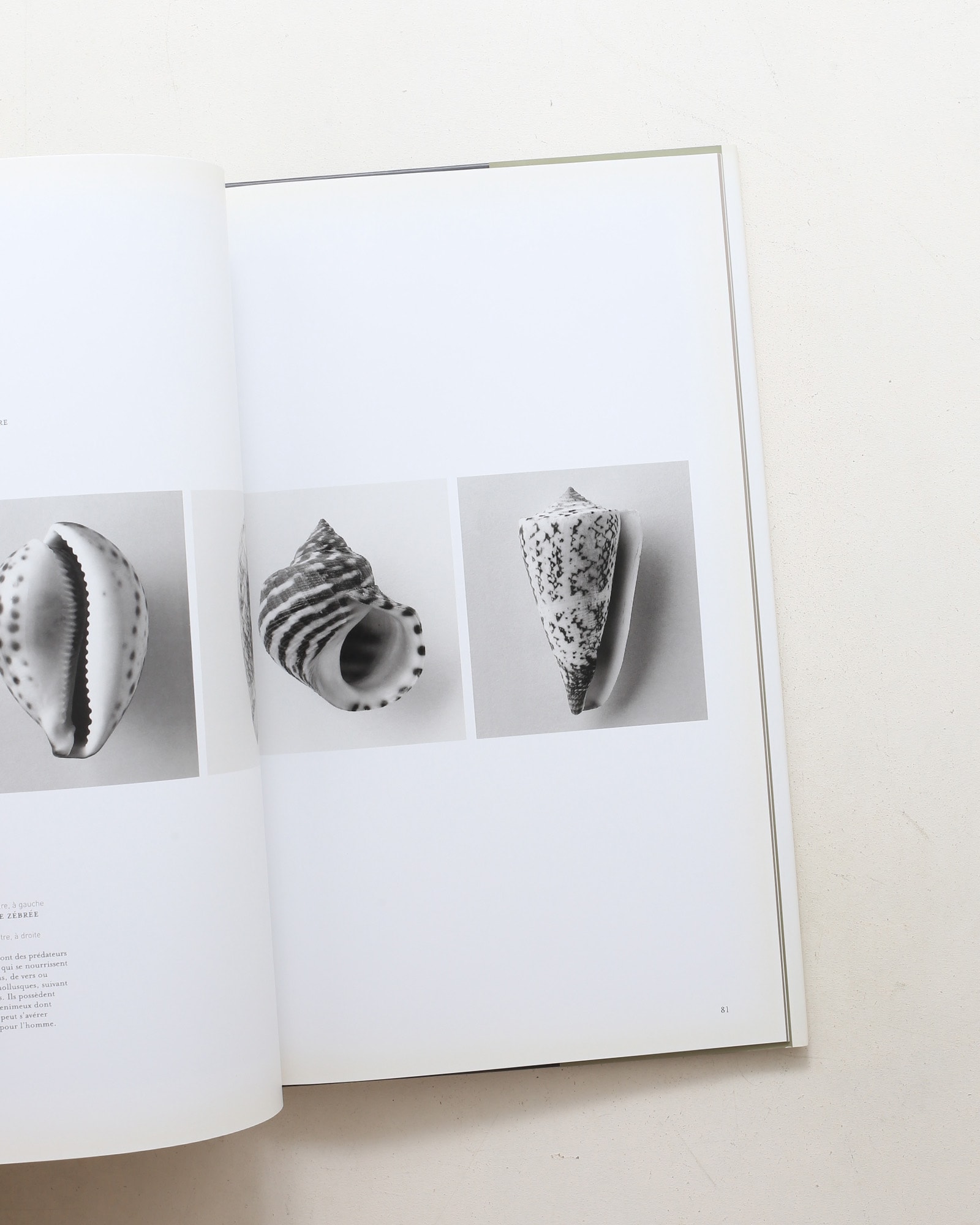 Curiosites des mers | Vincent Leray
