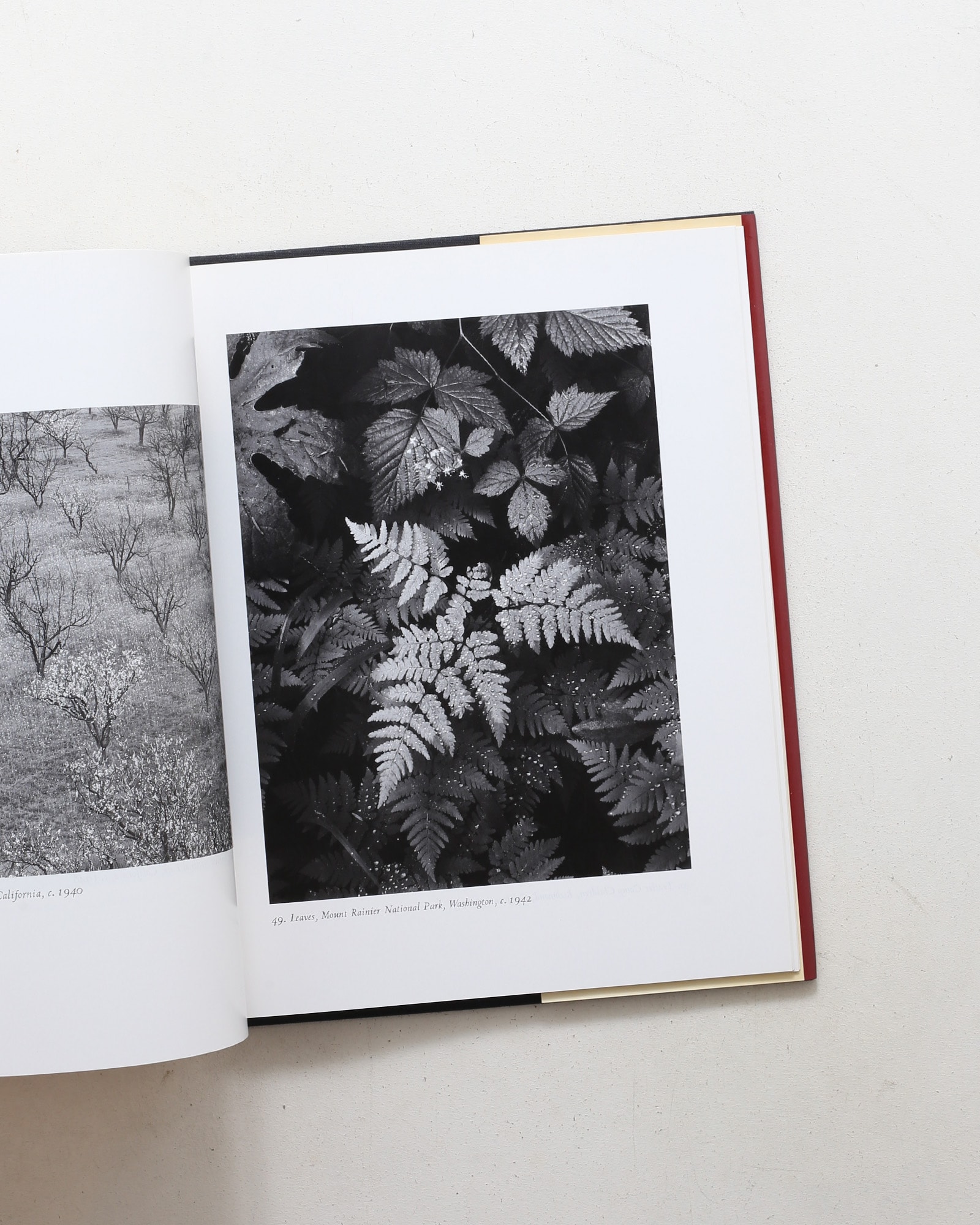 Ansel Adams: Classic Images